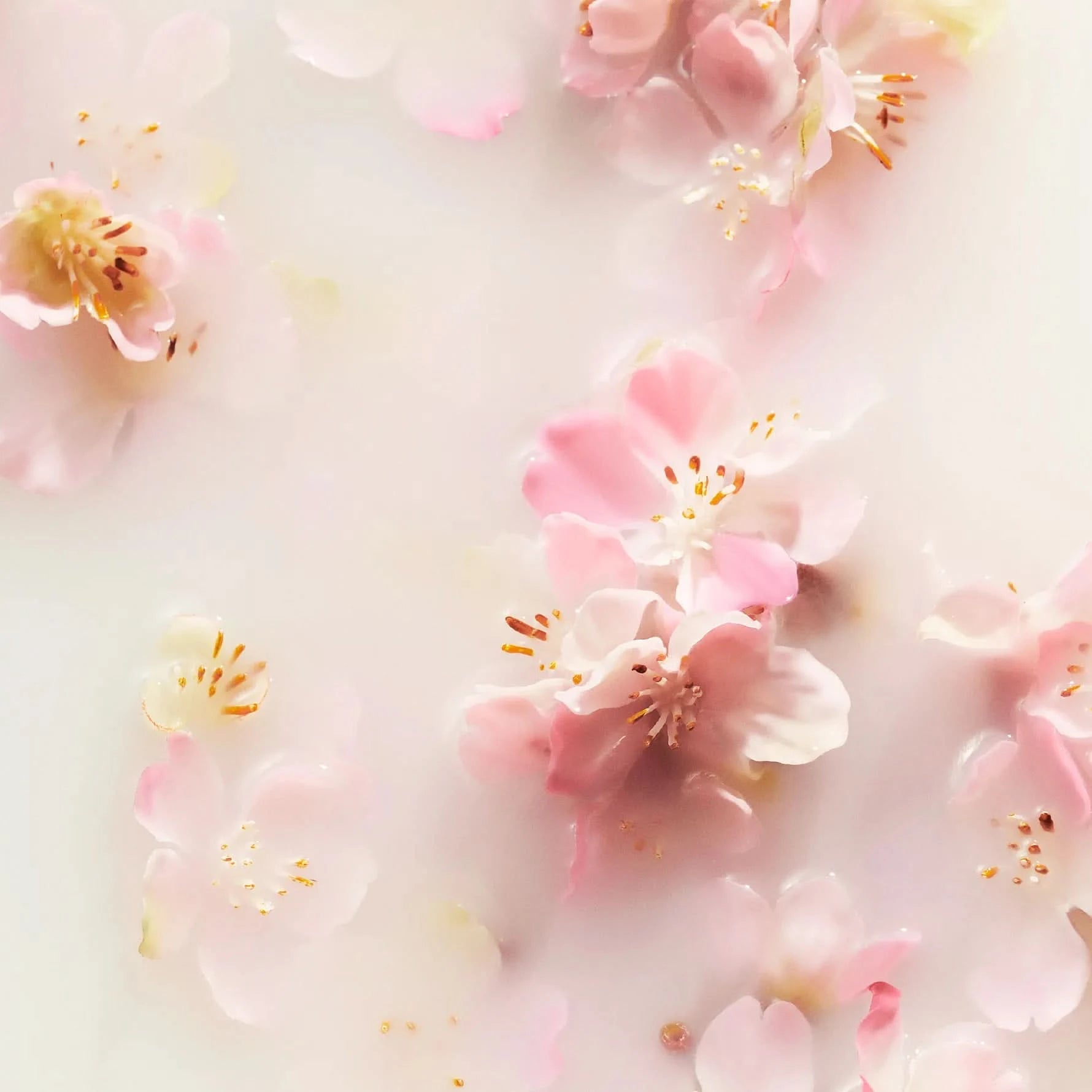 Delikatne kwiaty sakura na mlecznym tle symbolizujące rituals balsam do rąk sakura